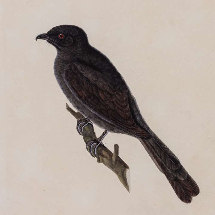 A Study of a Bronzed Drongo, Dicrurus aeneus 